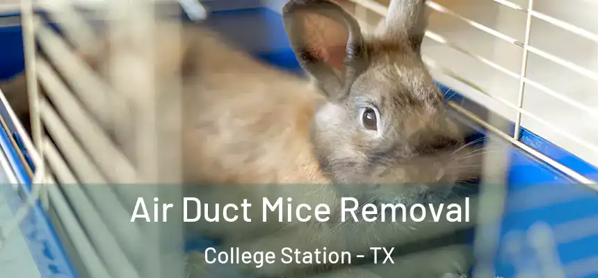 Air Duct Mice Removal College Station - TX
